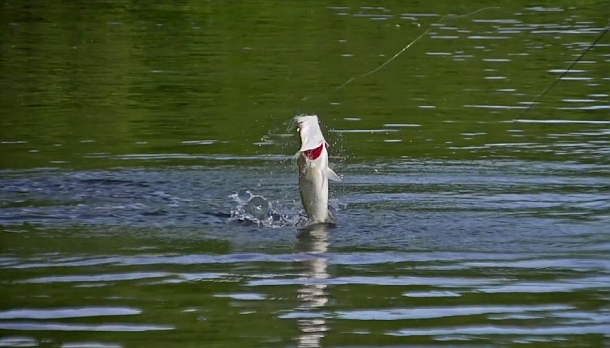 VIDEO: Fishing the Cape with Josh & Jamie – movie trailer